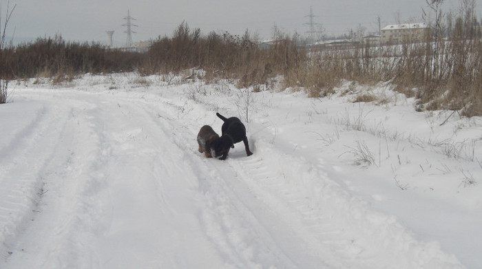 Csoki si Taka - Csoki RIP