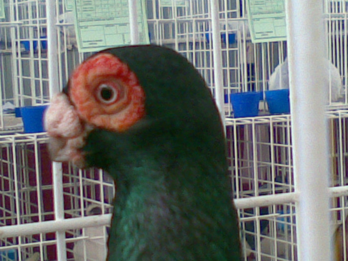 CAMPION NATIONAL BRASOV 2012; CAMPION JUDETEAN CRAIOVA 2010
