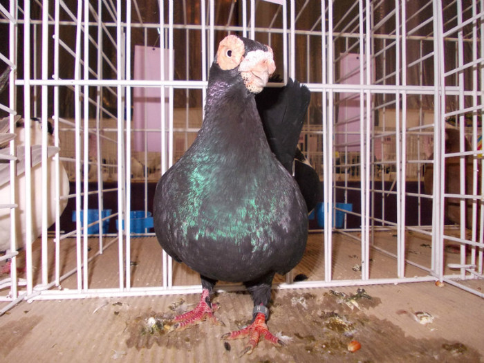 CAMPION NATIONAL BRASOV 2012