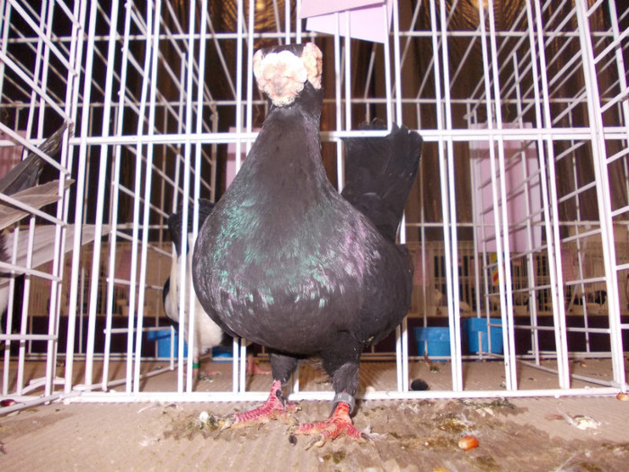 CAMPION NATIONAL BRASOV 2012