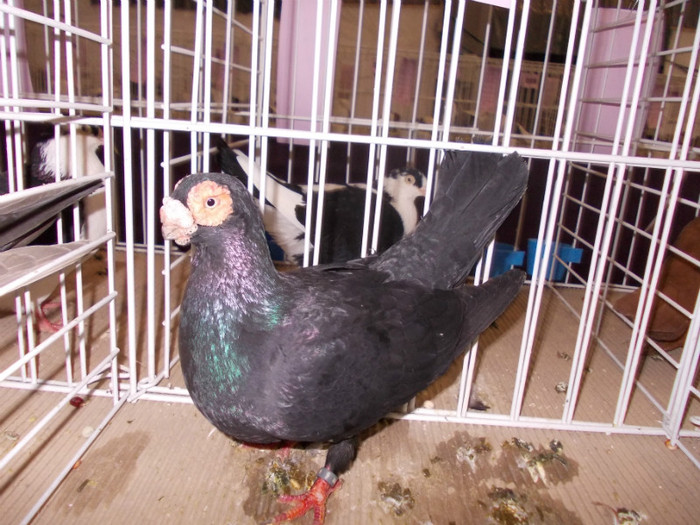 CAMPION NATIONAL BRASOV 2012