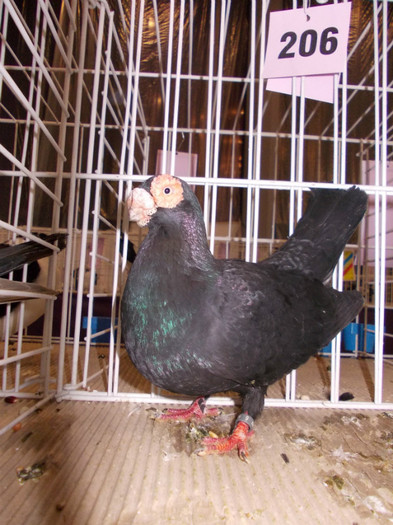 CAMPION NATIONAL BRASOV 2012