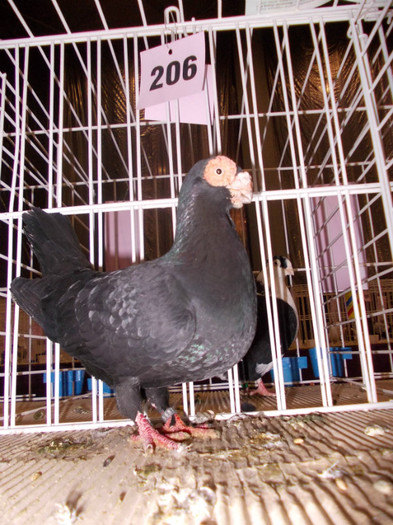 CAMPION NATIONAL BRASOV 2012