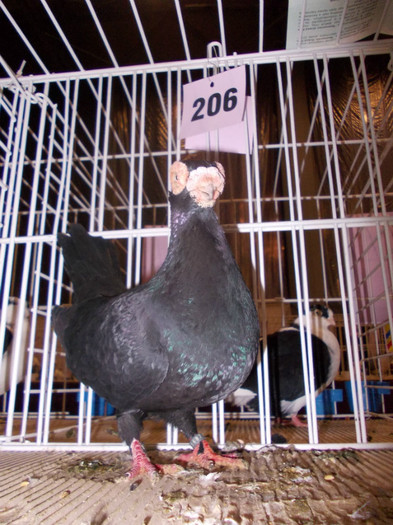 CAMPION NATIONAL BRASOV 2012