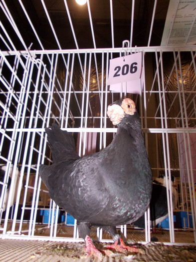 CAMPION NATIONAL BRASOV 2012