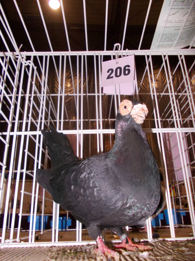 CAMPION NATIONAL BRASOV 2012