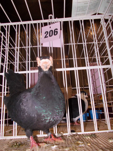 CAMPION NATIONAL BRASOV 2012