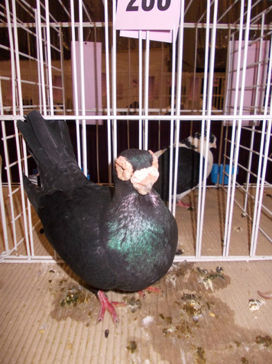 CAMPION NATIONAL BRASOV 2012