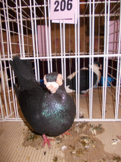 CAMPION NATIONAL BRASOV 2012