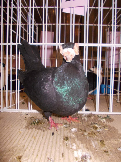 CAMPION NATIONAL BRASOV 2012