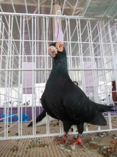 CAMPION NATIONAL BRASOV 2012