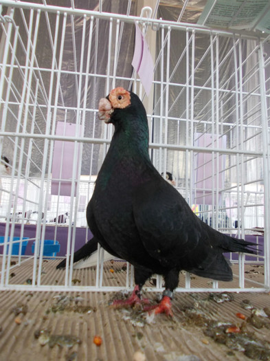 CAMPION NATIONAL BRASOV 2012