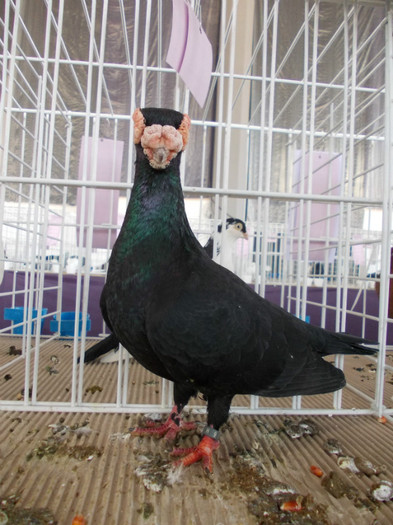 CAMPION NATIONAL BRASOV 2012