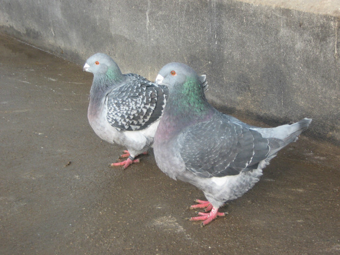 M 10 - F 10 (racingnick)