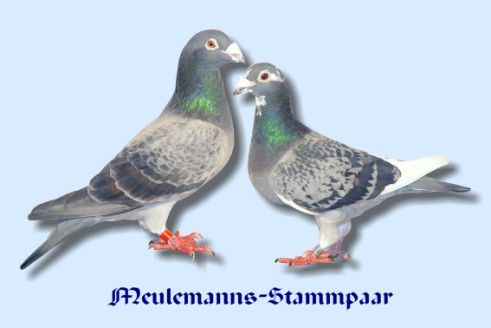Meulemanns zuchtpaar - De pe net