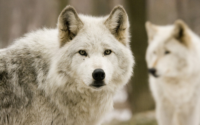Animal Planet 1 (47) - Animal Planet Wallpapers