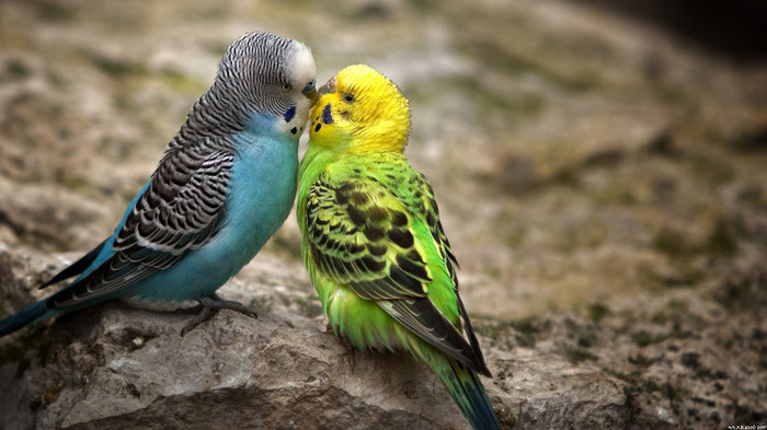 Animal Planet (6)