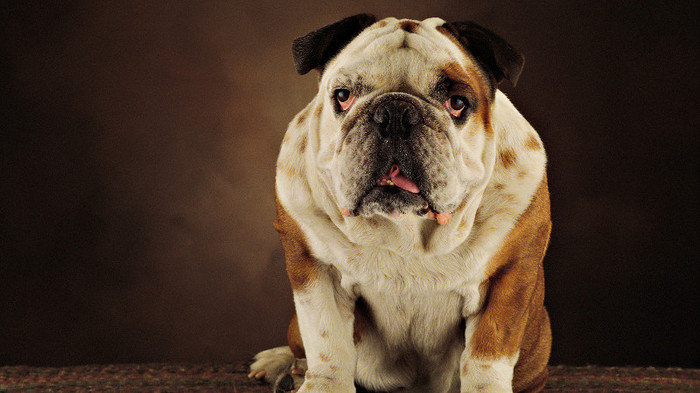 Animal Planet (27)