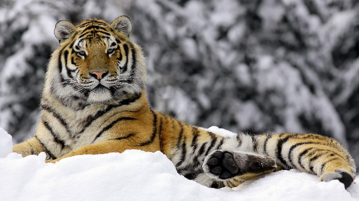 Animal Planet (28)