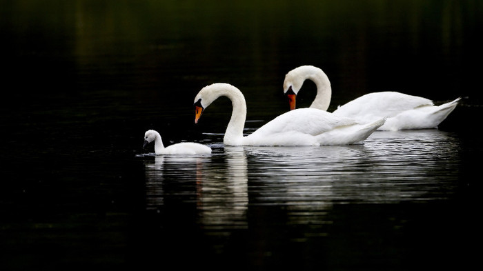 Animal Planet (33)