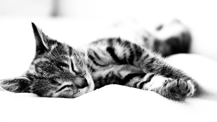 Animal Planet (37)