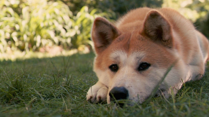 Animal Planet (38)