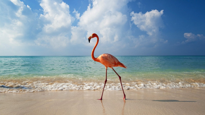 Animal Planet (39)
