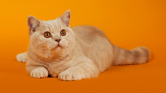 Animal Planet (41)