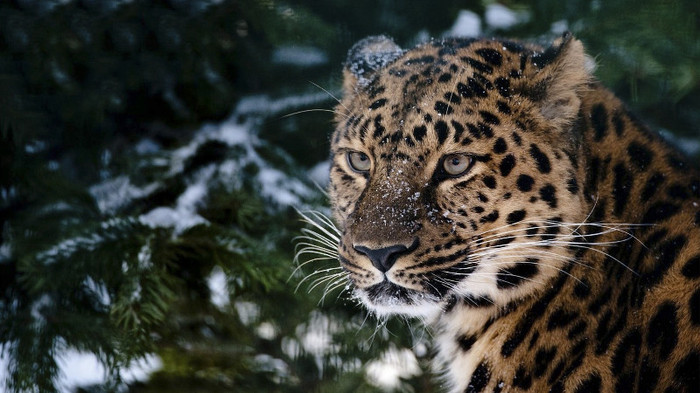 Animal Planet (46)