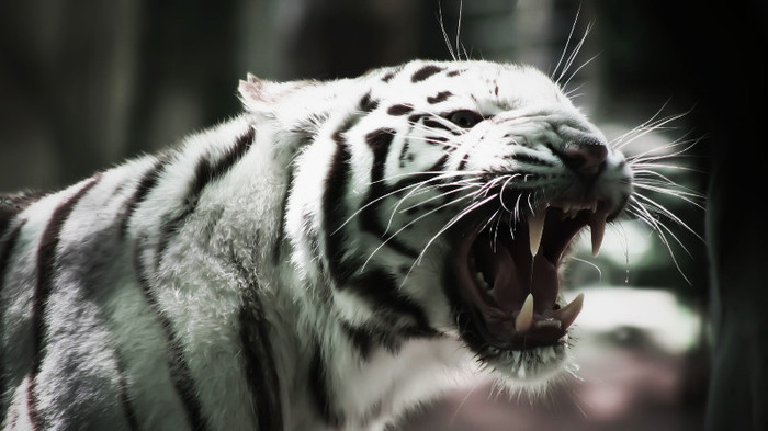 Animal Planet (56)