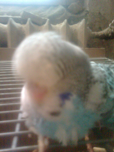 pui 2012