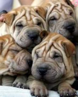 shar pei4 - cumpar catei