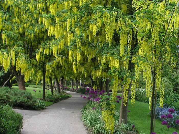 Cassia fistula; traieste la noi
