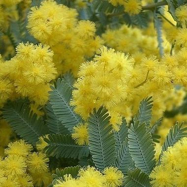 acacia baileyana