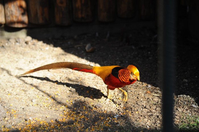 Fazanul Decor - Auriu Rosu - fazanitudorbucuresti