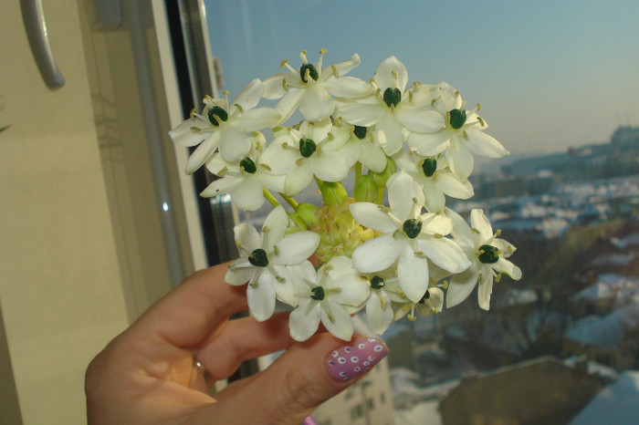 098 - FLORILE MELE -ALBUM2