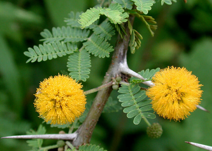 Acacia-farnesiana -