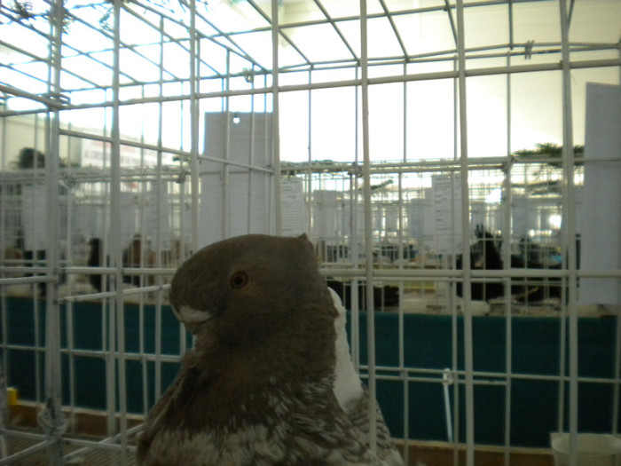 brasov 2012 026 - EXPO BRASOV 2012