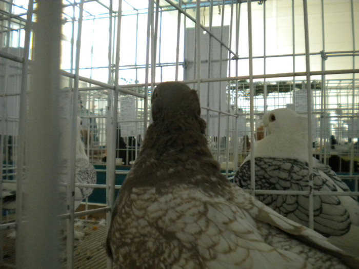 brasov 2012 028 - EXPO BRASOV 2012