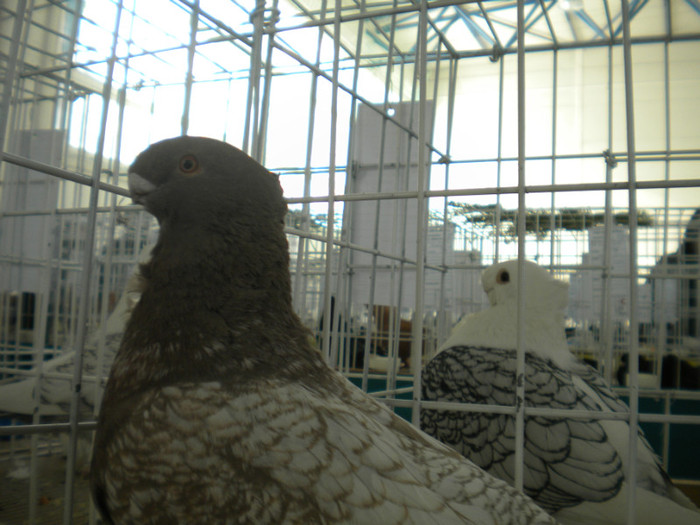 brasov 2012 029 - EXPO BRASOV 2012