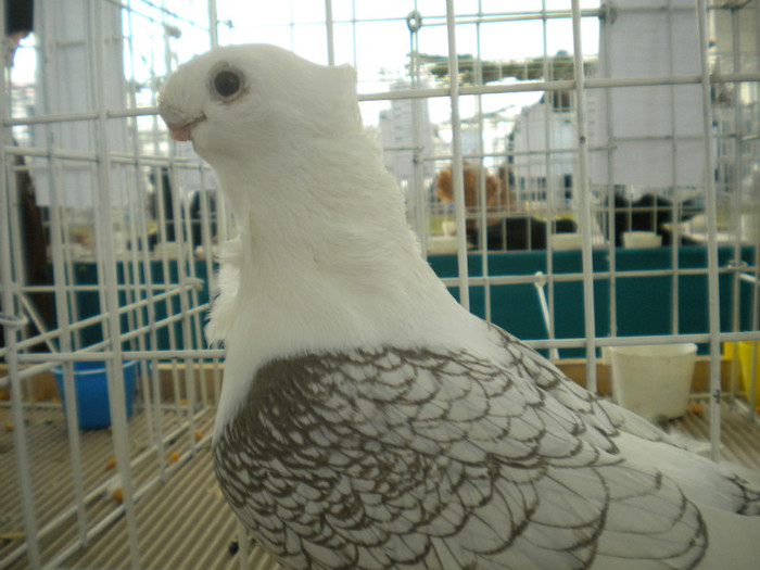 brasov 2012 030 - EXPO BRASOV 2012