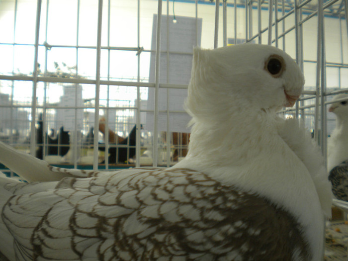 brasov 2012 031 - EXPO BRASOV 2012