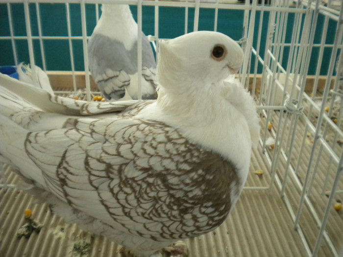 brasov 2012 032 - EXPO BRASOV 2012