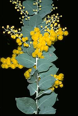 Acacia podalyriifolia - 1-de vanzare 2019-2020- SEMINTE TROPICALE RARE