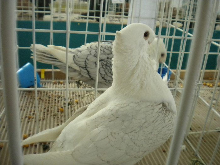 brasov 2012 034 - EXPO BRASOV 2012