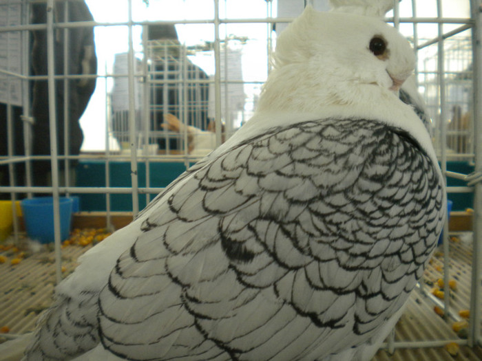 brasov 2012 035 - EXPO BRASOV 2012