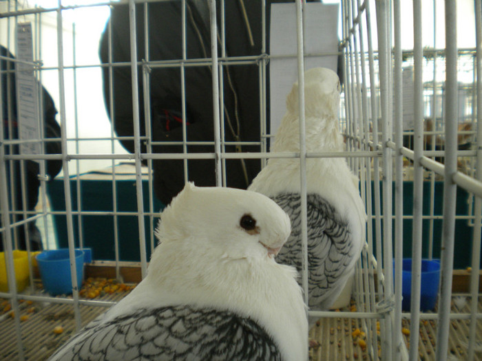 brasov 2012 036 - EXPO BRASOV 2012