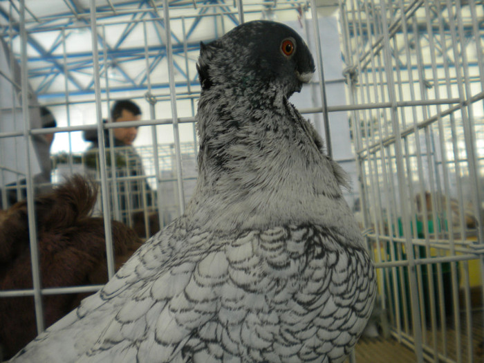brasov 2012 056 - EXPO BRASOV 2012