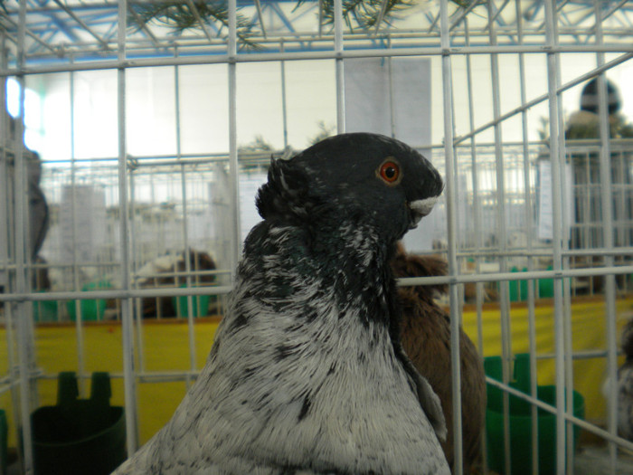 brasov 2012 058 - EXPO BRASOV 2012