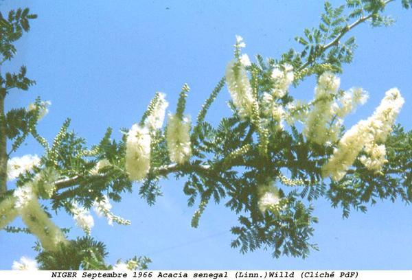 acacia senegal- - 1-de vanzare 2019-2020- SEMINTE TROPICALE RARE